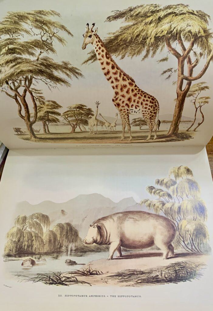 Portraits of the Game and Wild Animals of Southern Africa 1840 - Captain William Cornwallis Harris - Image 4