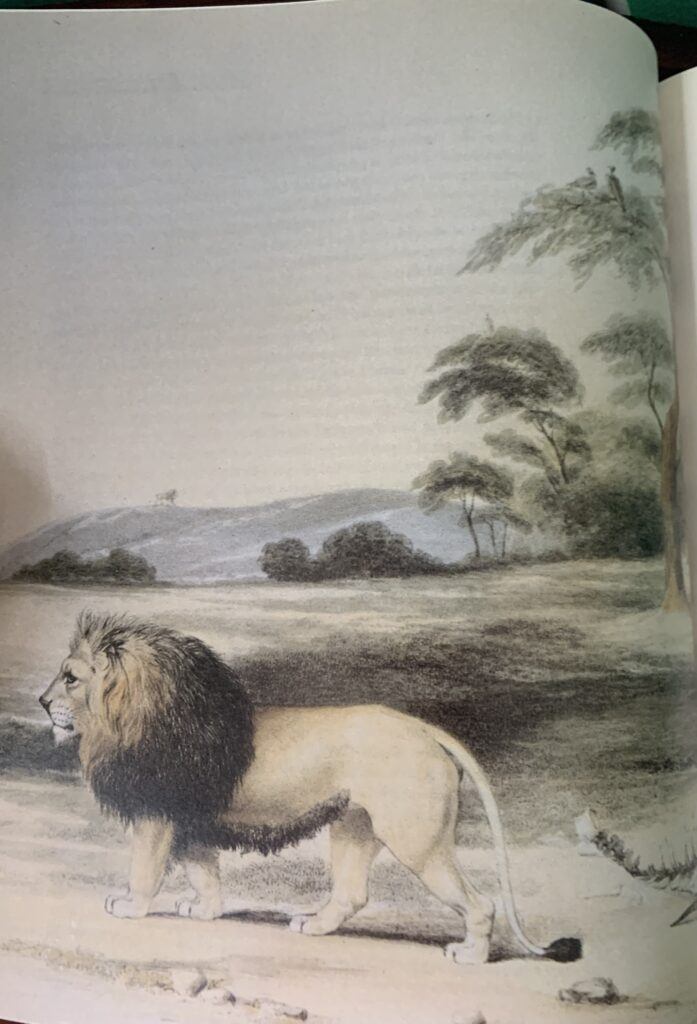 Safari : A Chronicle of Adventure – Bartle Bull - Image 3