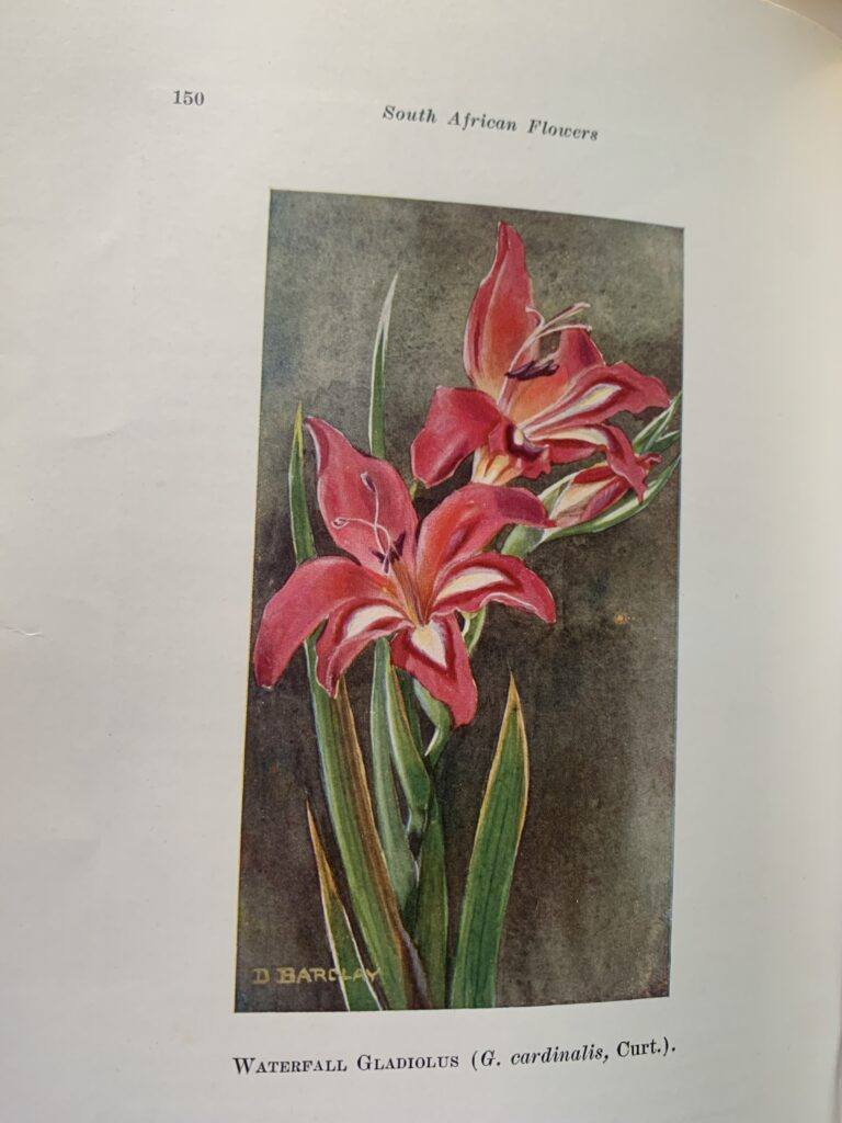 A SECOND BOOK of SOUTH AFRICAN FLOWERS - Bolus H M L, Barclay D and Steer E J - Image 5