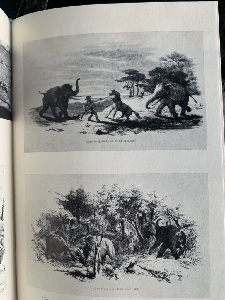 White Gold: The Story of African Ivory - Derek Wilson, Peter Ayerst - Image 3