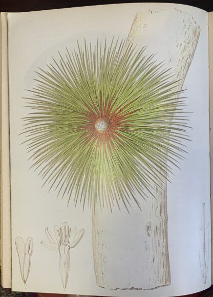DARWIN AND THE BEAGLE - Alan Moorehead - Image 3