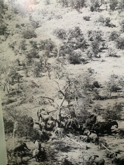 Valley of the Ironwoods - Allan Wright - Image 3