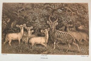 African Hunting and Adventure, From Natal to the Zambesi – William Charles Baldwin Limited edition 199/750 - Image 6