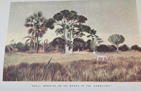 The Large Game and Natural History of South and South-East Africa -  Drummond, W.H. Limited edition 329/1000 - Image 4
