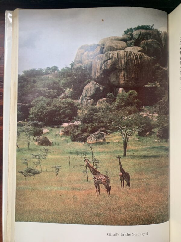 Bwana Game - George Adamson - Image 4