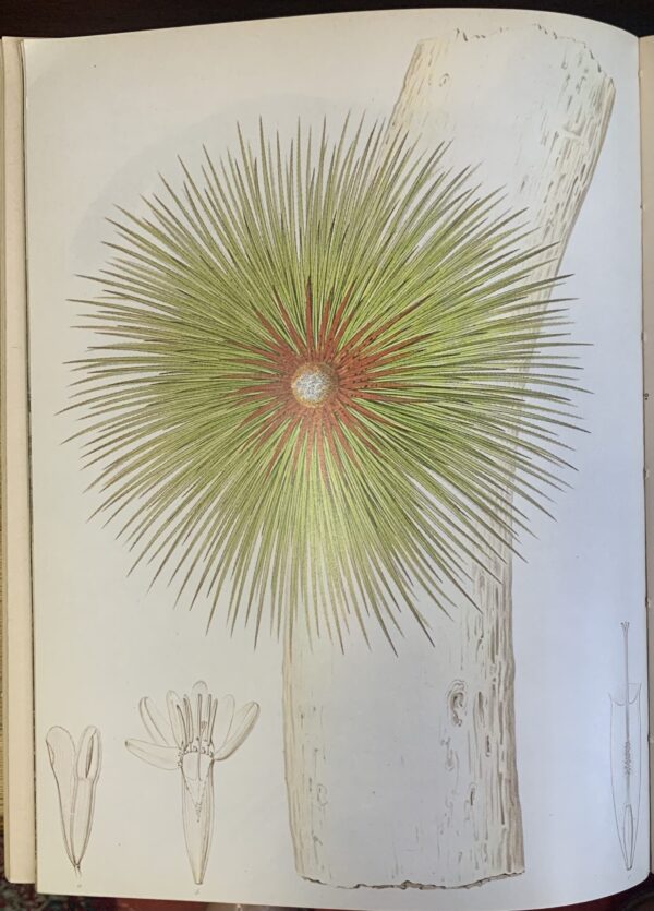 DARWIN AND THE BEAGLE - Alan Moorehead - Image 3