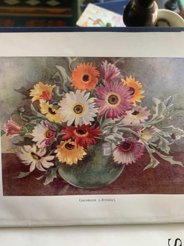 A SECOND BOOK of SOUTH AFRICAN FLOWERS - Bolus H M L, Barclay D and Steer E J - Image 3