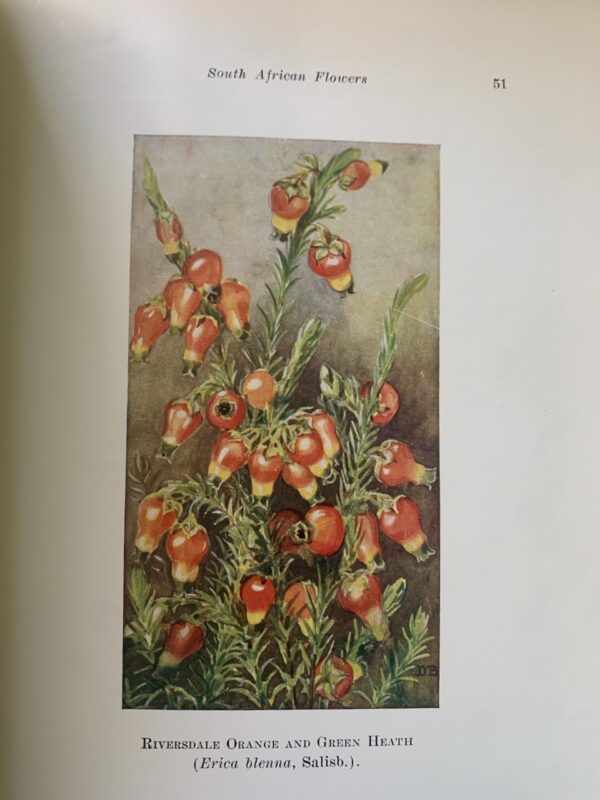 A SECOND BOOK of SOUTH AFRICAN FLOWERS - Bolus H M L, Barclay D and Steer E J - Image 4