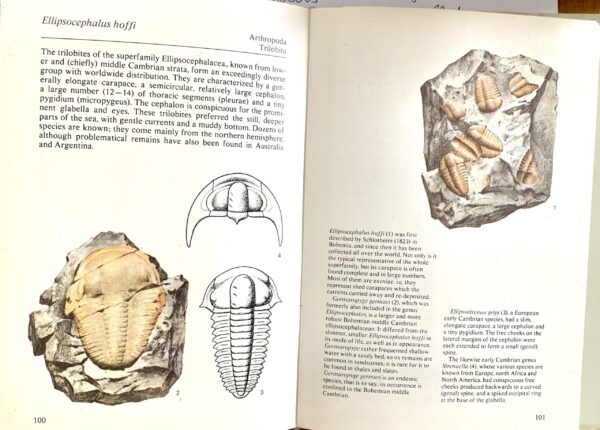 Fossils guide , Rudolf Prokop - Image 3