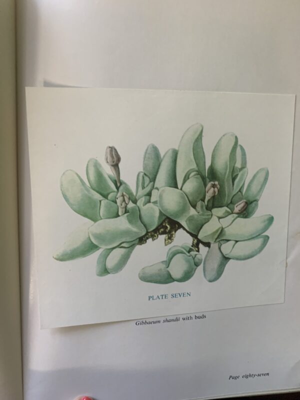 The Gibbaeum Handbook. – G C Nel, edited by P G Jordaan & E W Shurly, - Image 3