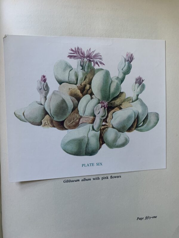 The Gibbaeum Handbook. – G C Nel, edited by P G Jordaan & E W Shurly, - Image 4