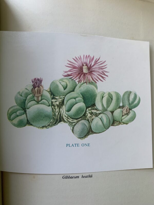 The Gibbaeum Handbook. – G C Nel, edited by P G Jordaan & E W Shurly, - Image 5