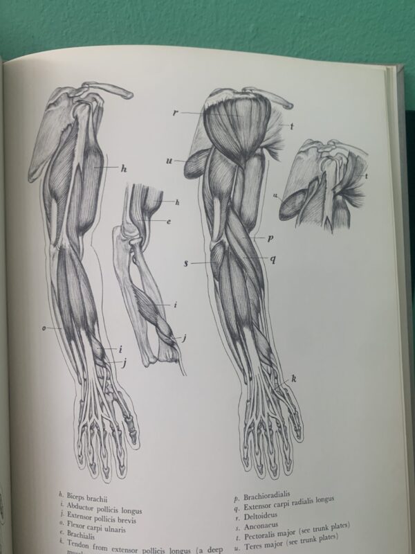The Human Figure, an Anatomy for Artists - David K Rubins - Image 4