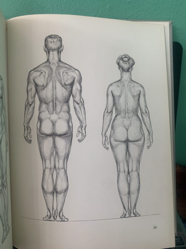 The Human Figure, an Anatomy for Artists - David K Rubins - Image 3