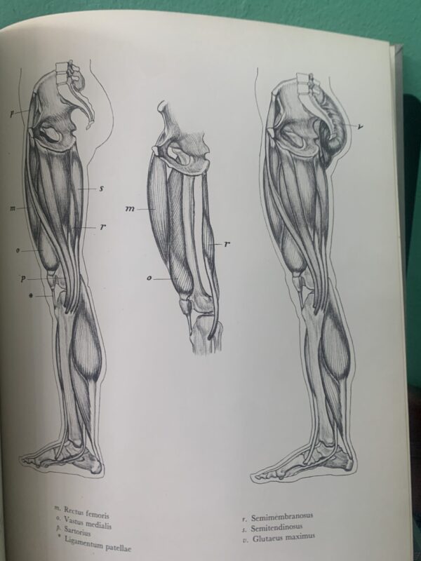 The Human Figure, an Anatomy for Artists - David K Rubins - Image 2
