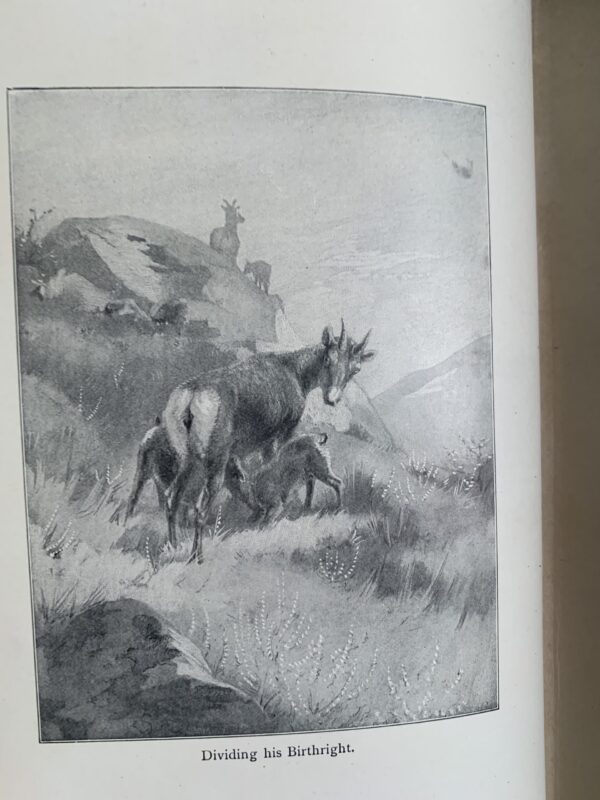 Lives of the Hunted - Ernest Thompson Seton 1924 - Image 3