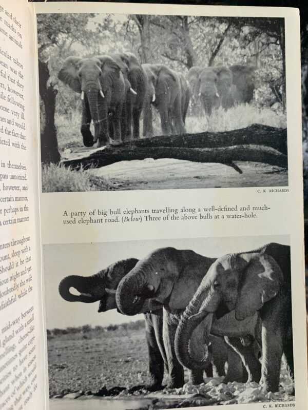 NO MORE THE TUSKER, G.G. RUSHBY, 1965 - Image 4
