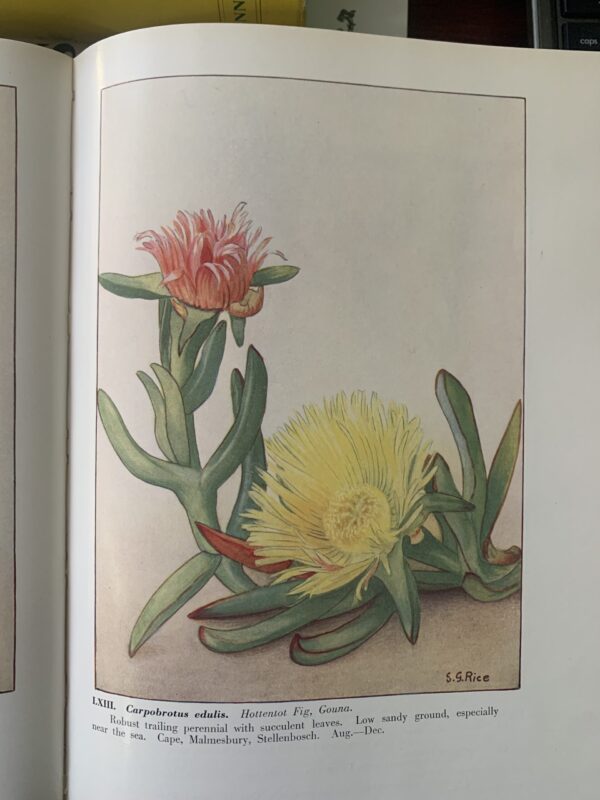 Wild Flowers of the Cape of Good Hope - Elsie Garrett Rice & Robert Harold Compton (hardback) - Image 2