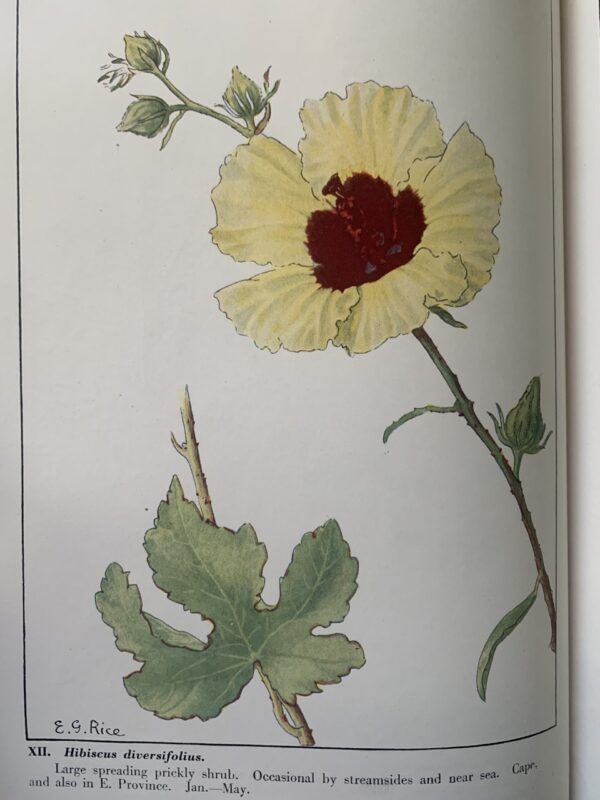 Wild Flowers of the Cape of Good Hope - Elsie Garrett Rice & Robert Harold Compton (hardback) - Image 3