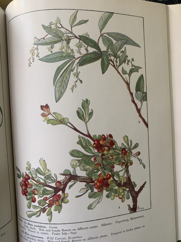 Wild Flowers of the Cape of Good Hope - Elsie Garrett Rice & Robert Harold Compton (hardback) - Image 4