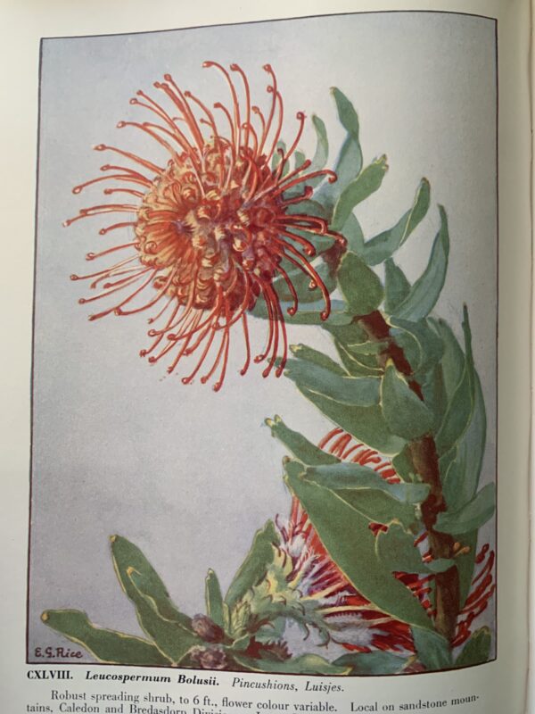 Wild Flowers of the Cape of Good Hope - Elsie Garrett Rice & Robert Harold Compton (hardback) - Image 5