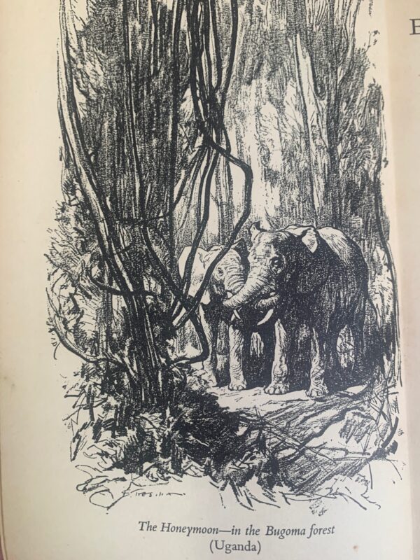 Elephants In Africa  Frank Melland 1st edition - Image 6