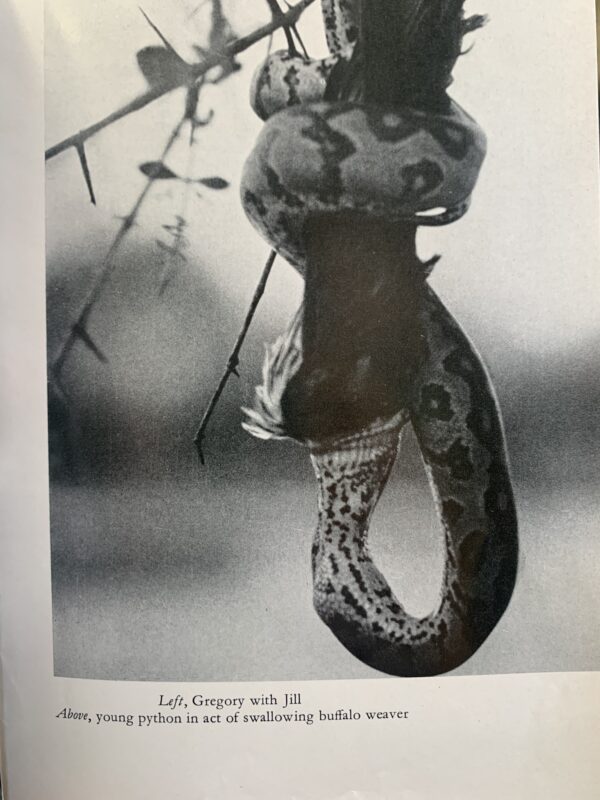 The Orphans of Tsavo Sheldrick, Daphne; F. Fraser Darling [foreword] - Image 4