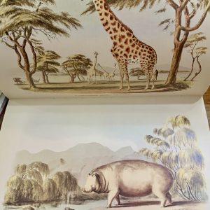 cornwallis giraffe
