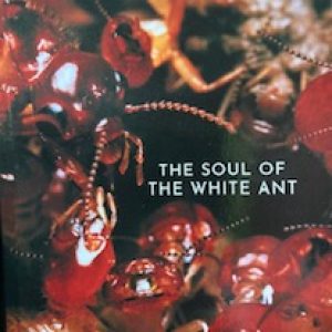the soul of the white ant