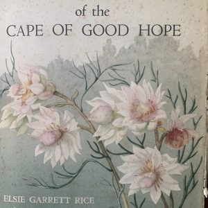 wild flowers of the cape